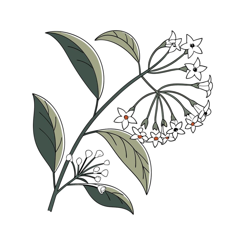 Artistic Hoya Pubicalyx Visualization vector