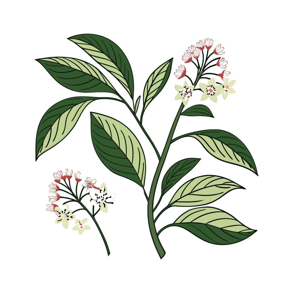 Stunning Hoyas Plant Design vector