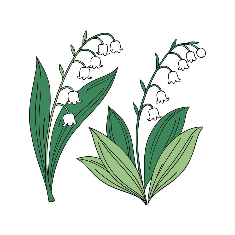 Hoyas Plant Botanical Design vector
