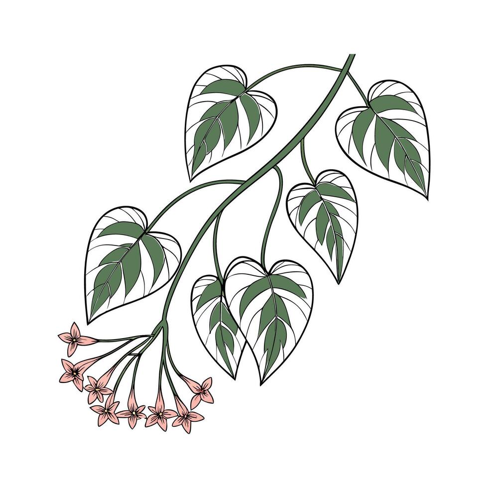 Stunning Hoya Wayetii Design vector