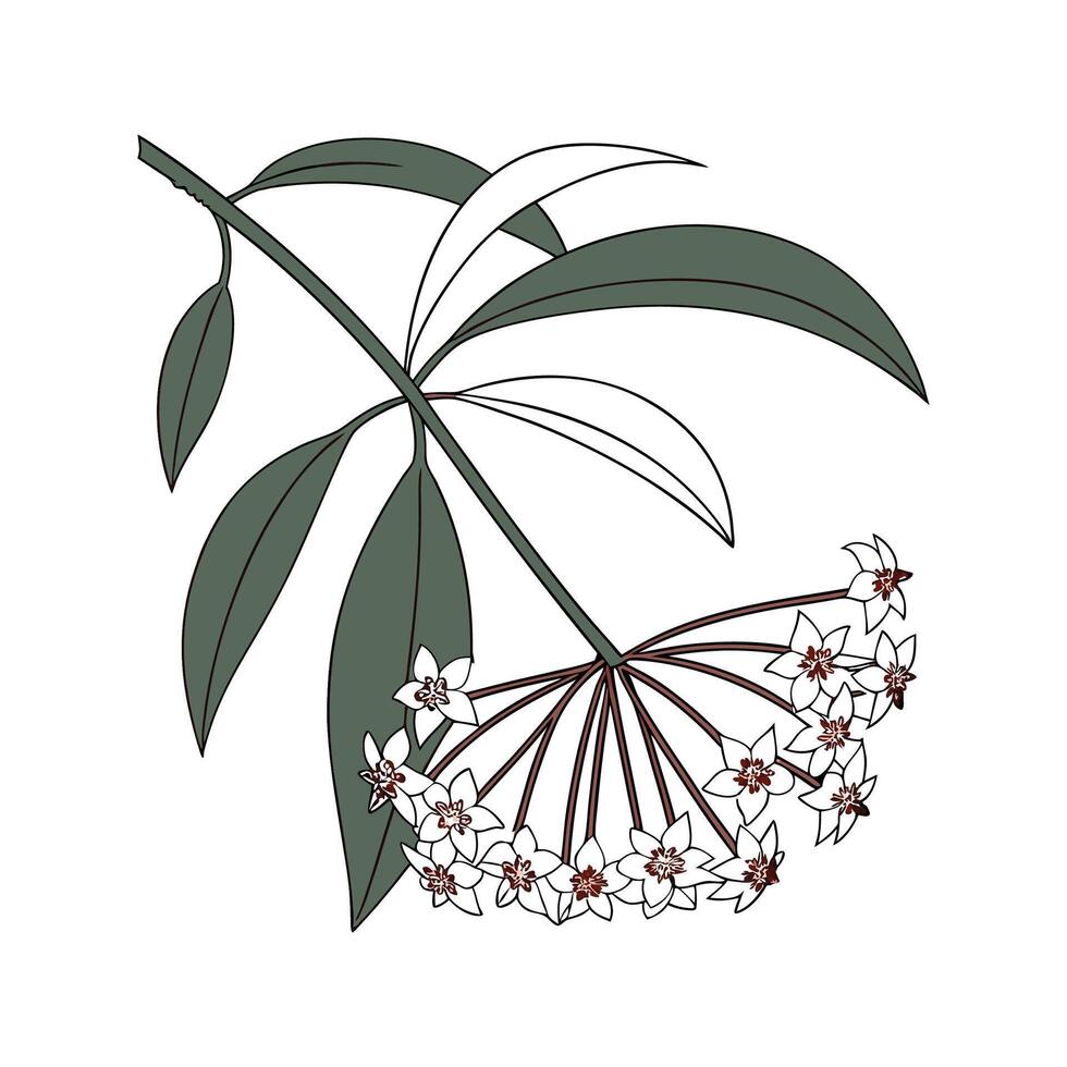 Hoya Wayetii Plant Botanical Design vector