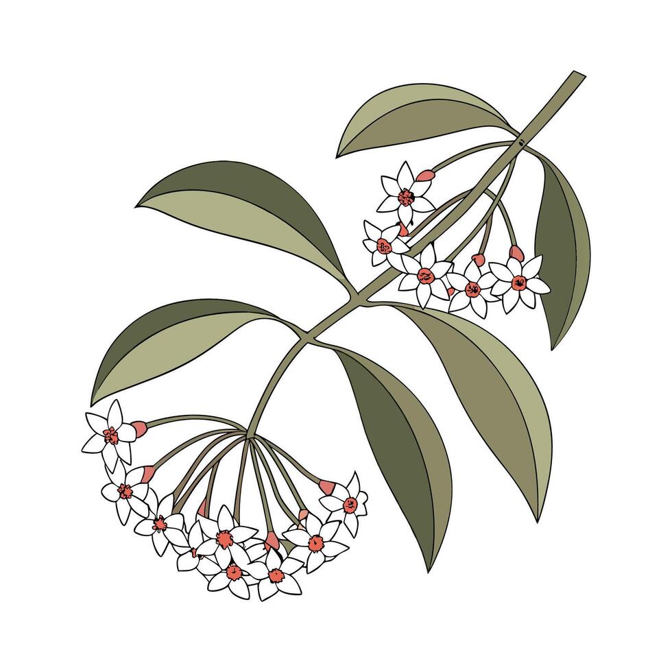 Artistic Hoya Wayetii Visualization vector