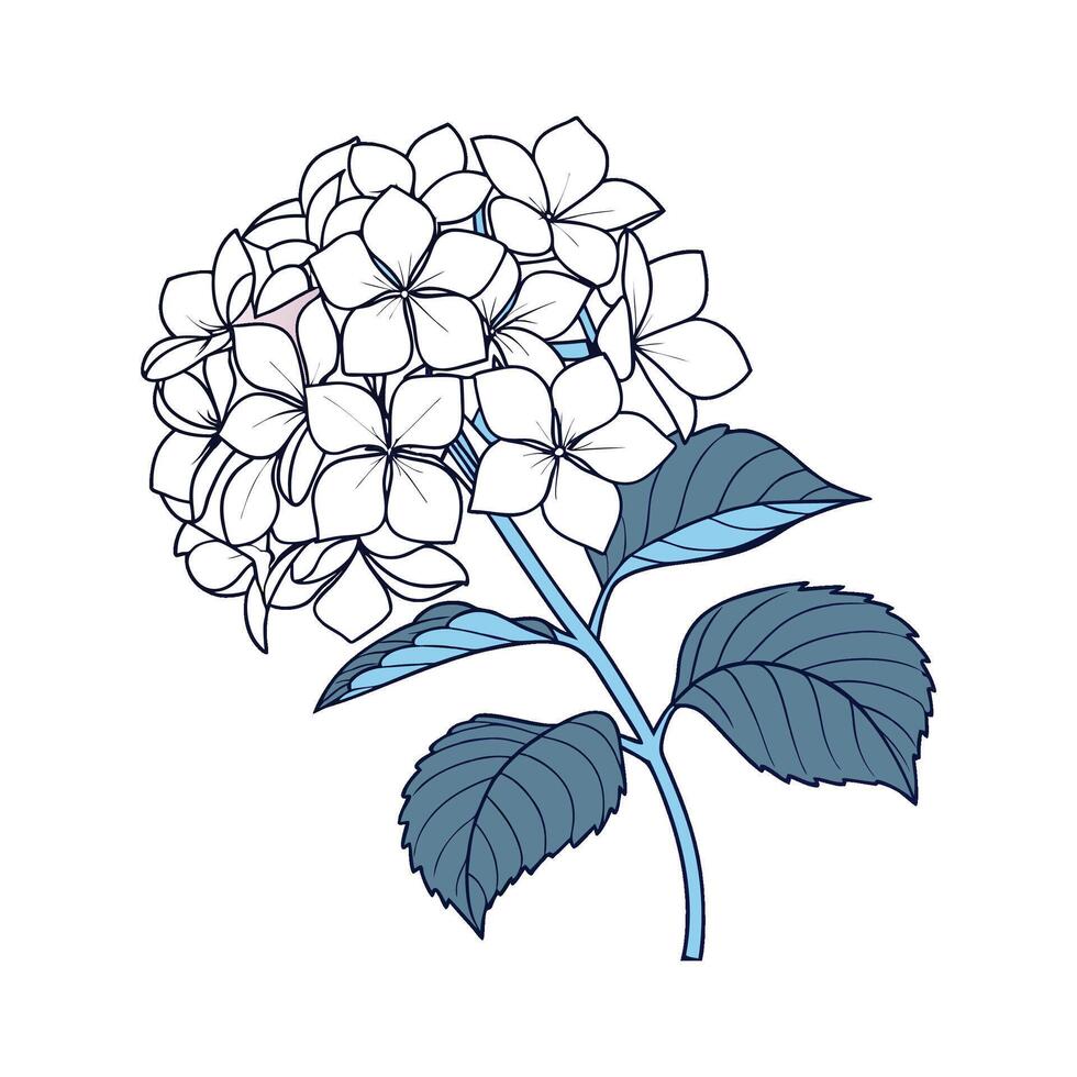 Stunning Hydrangea Plant Design vector