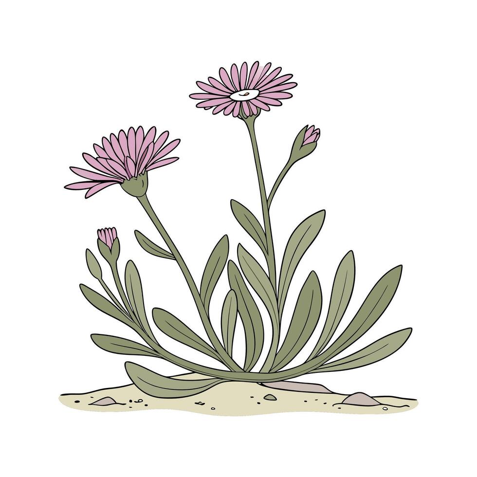 Stunning Ice Plant Delosperma Design vector