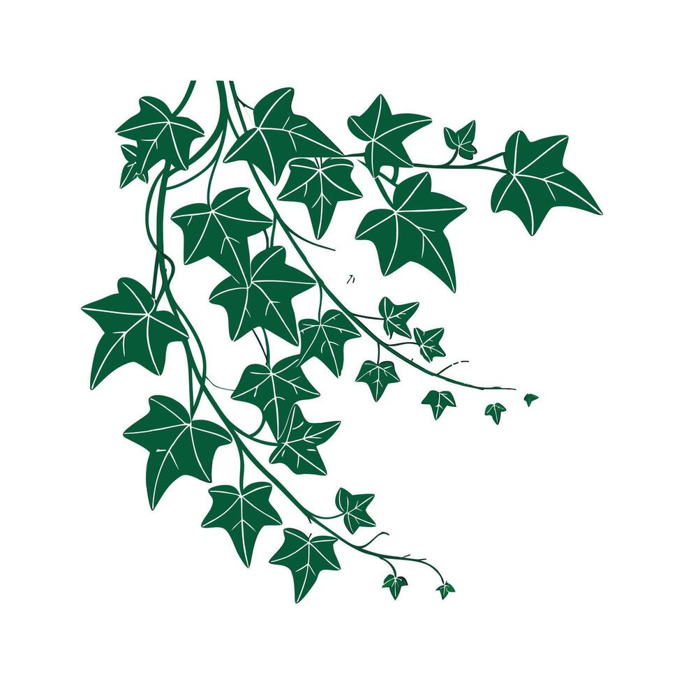 Stunning Ivy Plant Design vector