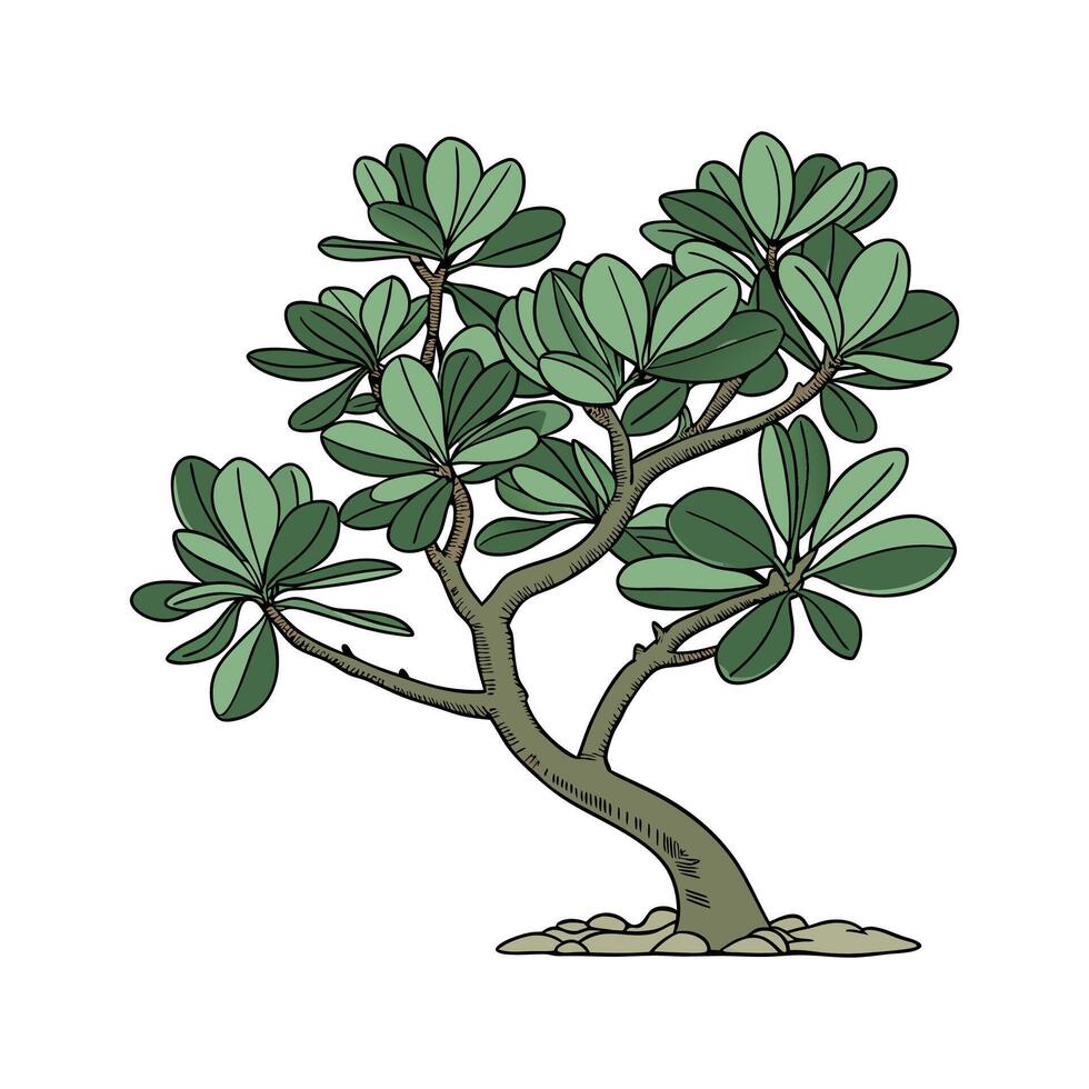 Vibrant Jade Plant Illustration with Fresh Leaves vector