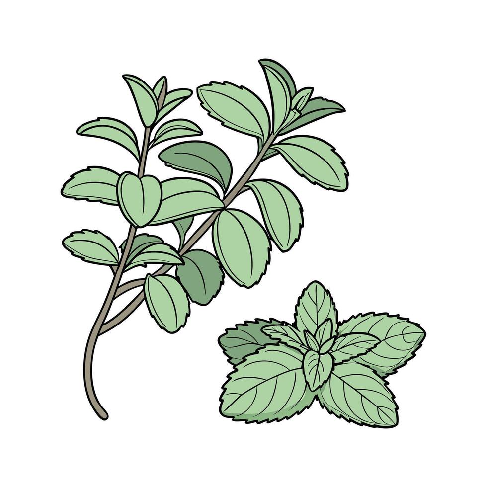 Artistic Jade Plant with Crassula Ovata vector