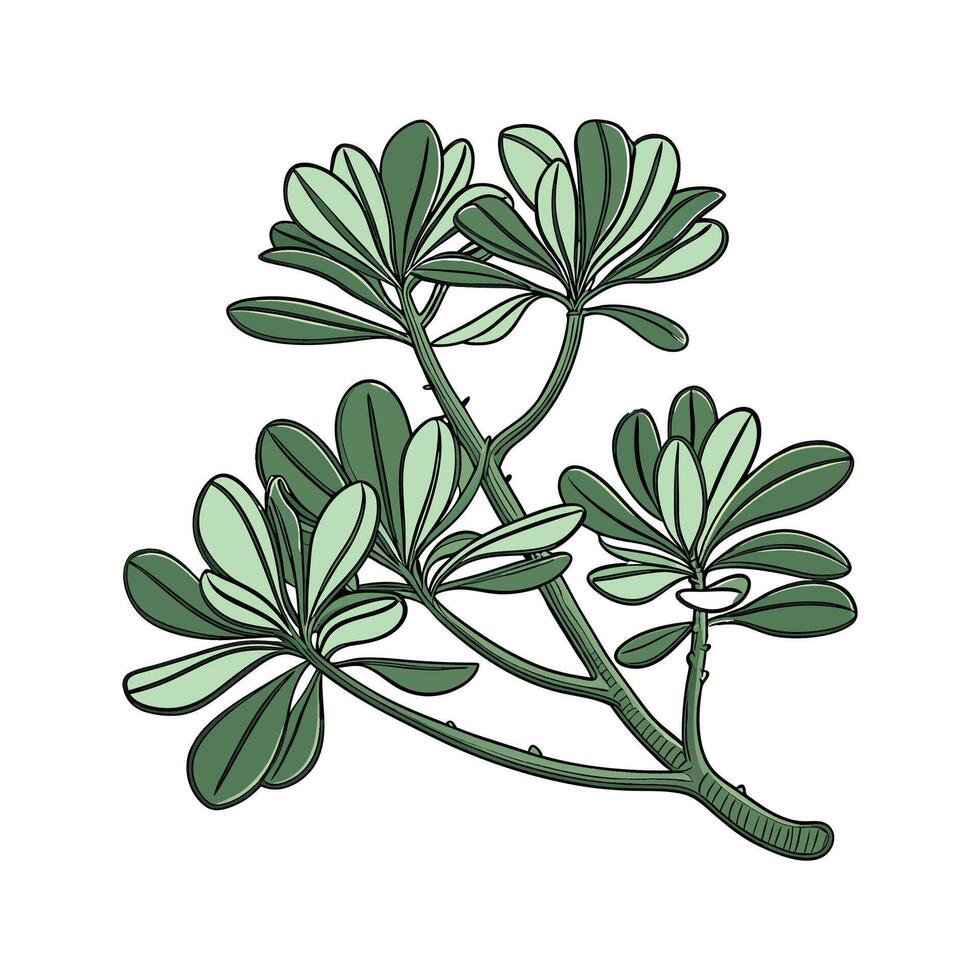 Vibrant Jade Plant Design on Clean Background vector