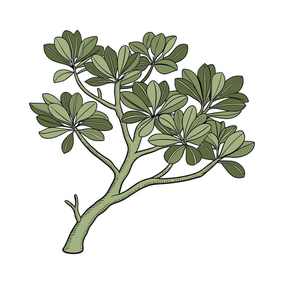 Artistic Representation of Jade Plant on White vector