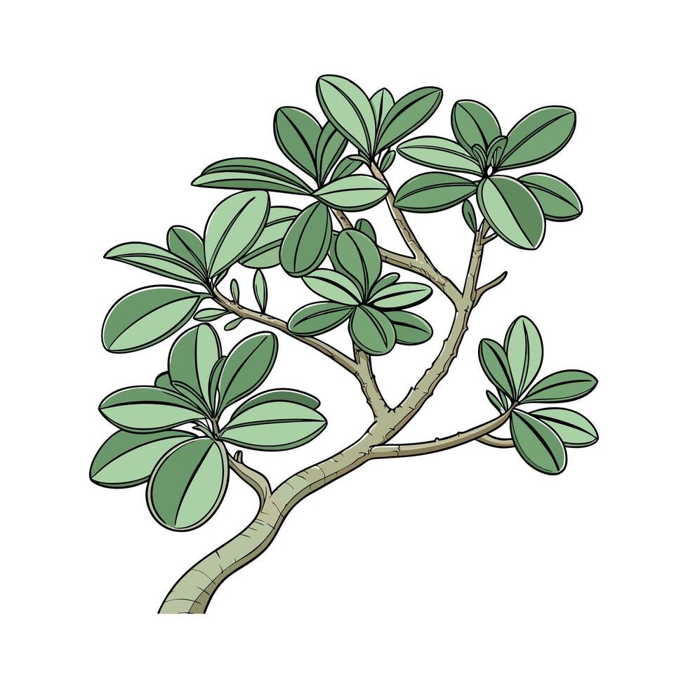 Unique Jade Plant Design on Bright White vector