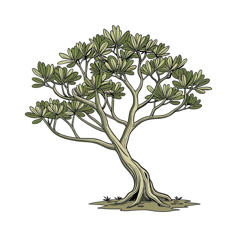 Beautiful Jade Plant on Bright White Background vector