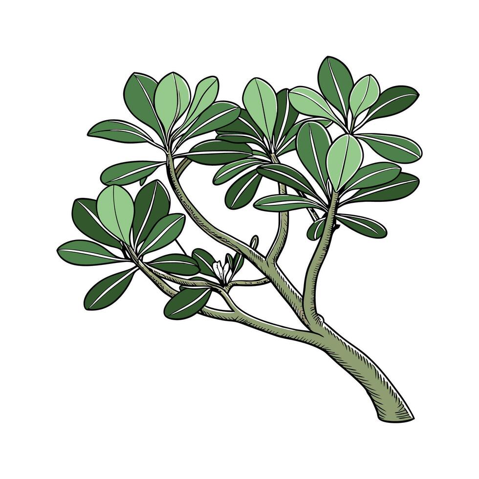 Stylized Jade Plant on Bright White Surface vector