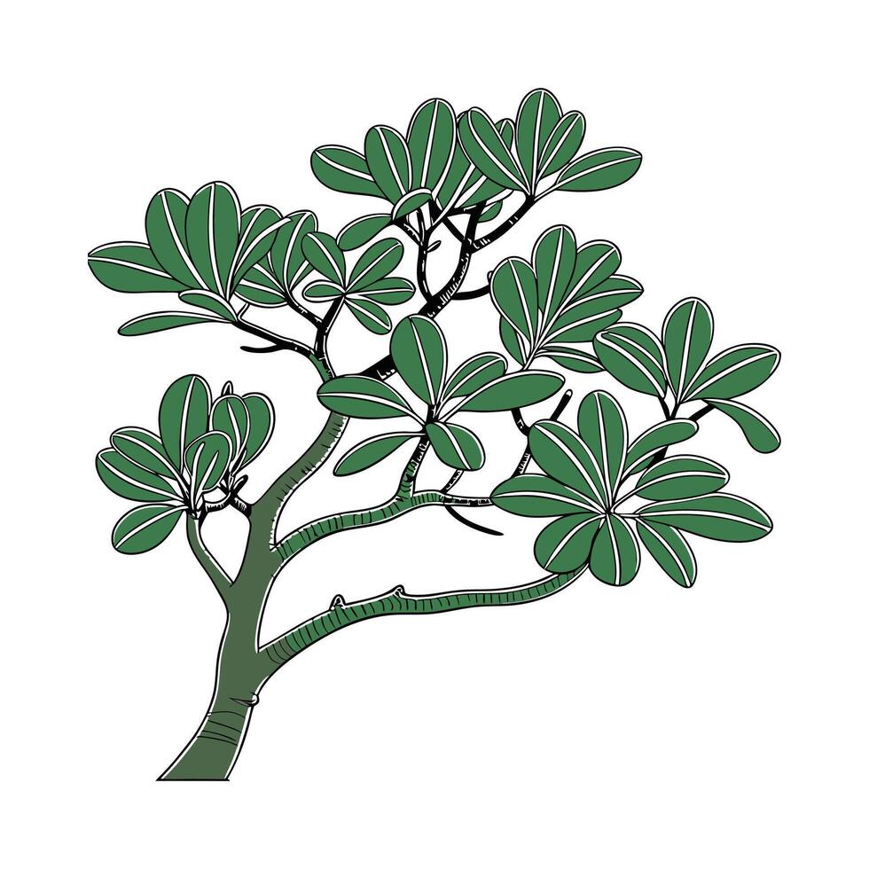 Crassula Ovata Jade Plant on Bright Background vector