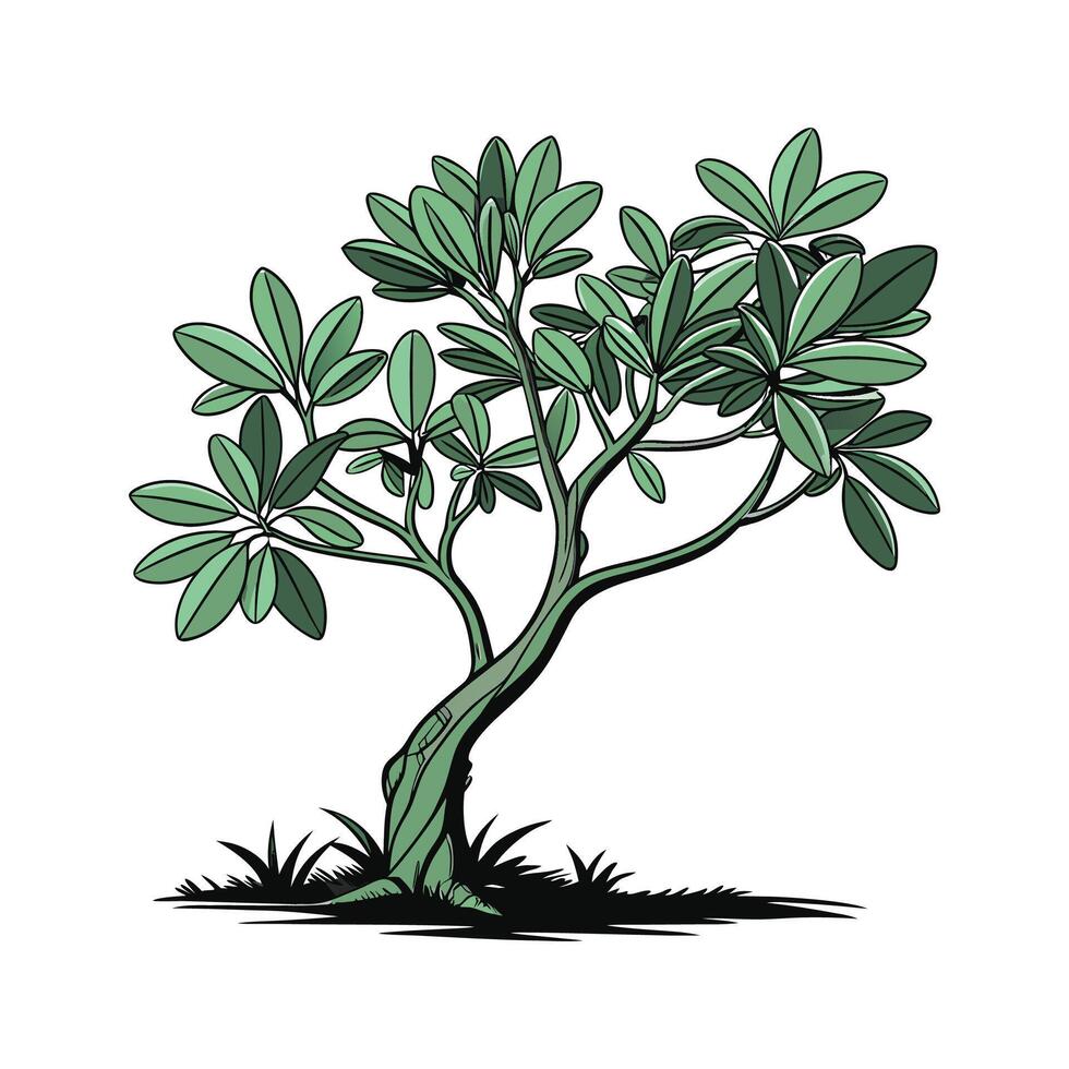 Elegant Jade Plant with Fresh Green Leaves vector