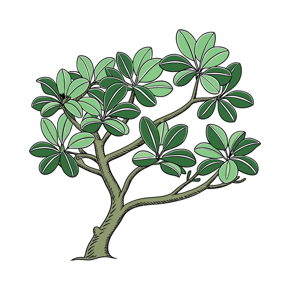 Vibrant Jade Plant Design on Clean White vector
