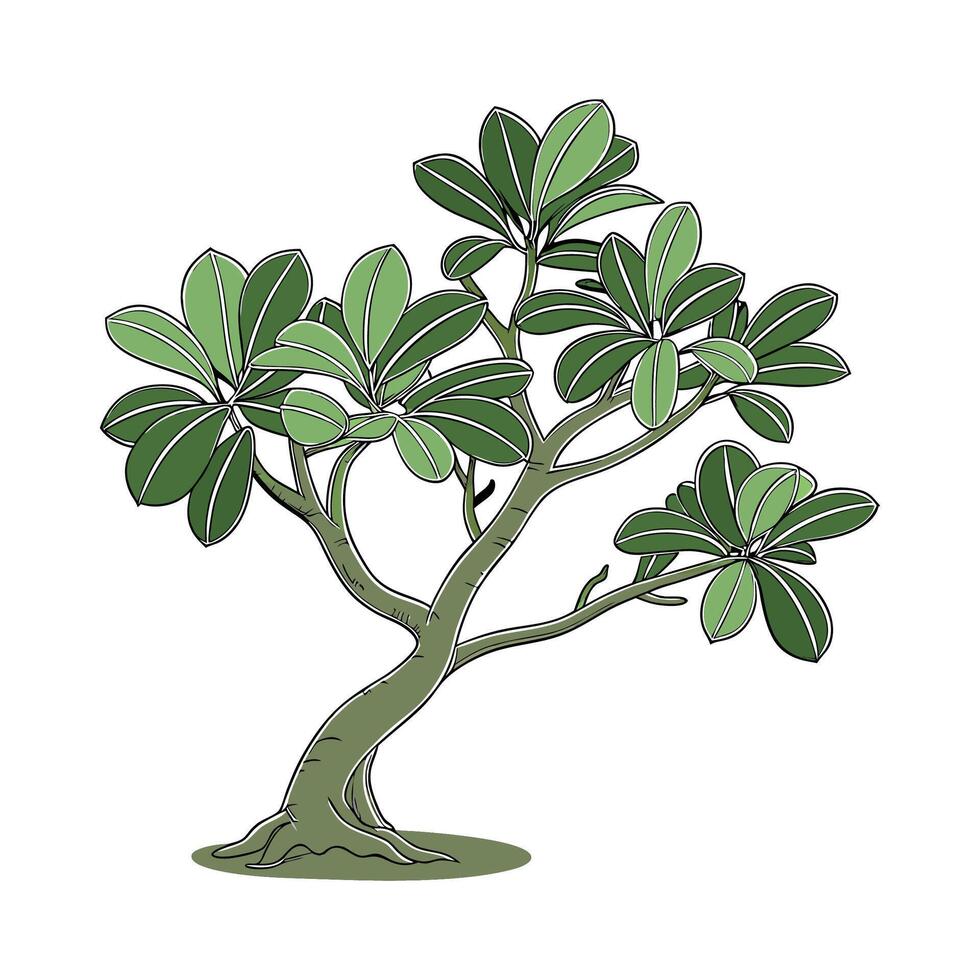 Beautiful Jade Plant Composition on Bright White vector