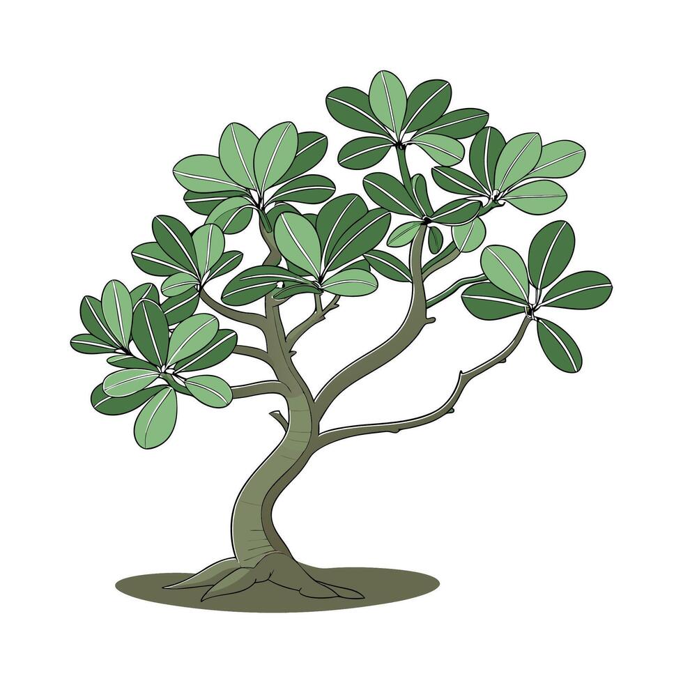 Unique Jade Plant on Bright White Surface vector