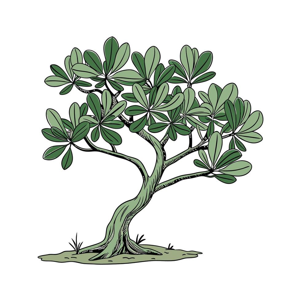 Jade Plant Design with Bright Green Leaves vector