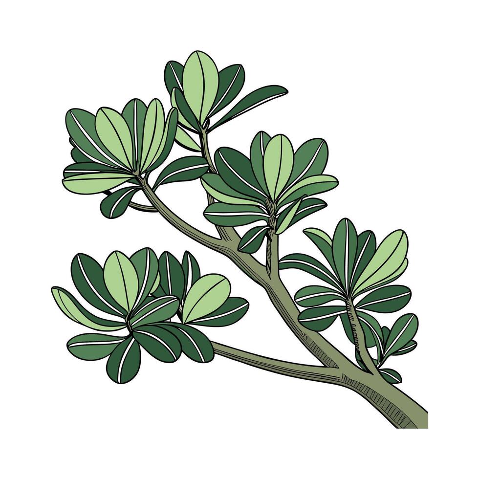 Artistic Jade Plant with Lush Green Leaves vector