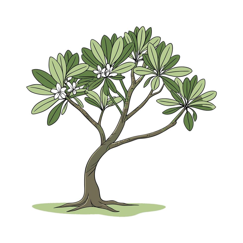 Stylized Jade Plant with Fresh Green Leaves vector