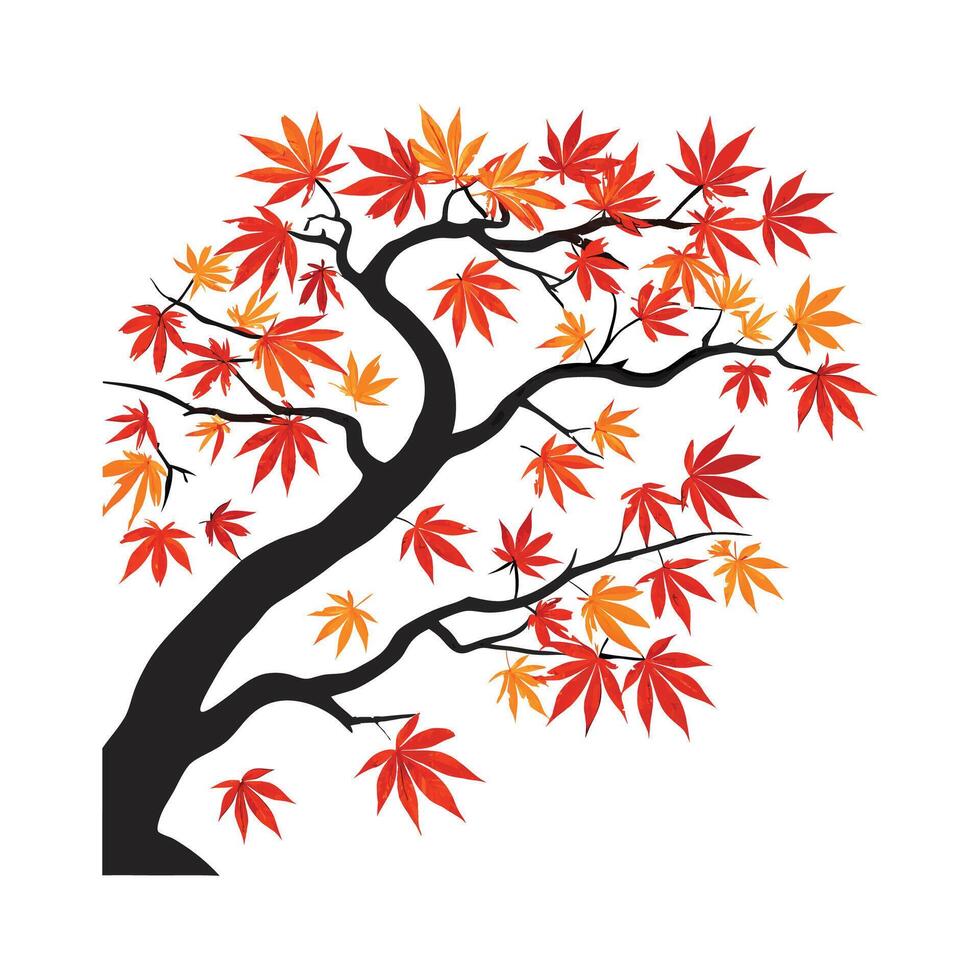 Japanese Maple Acer Palmatum on Bright White vector