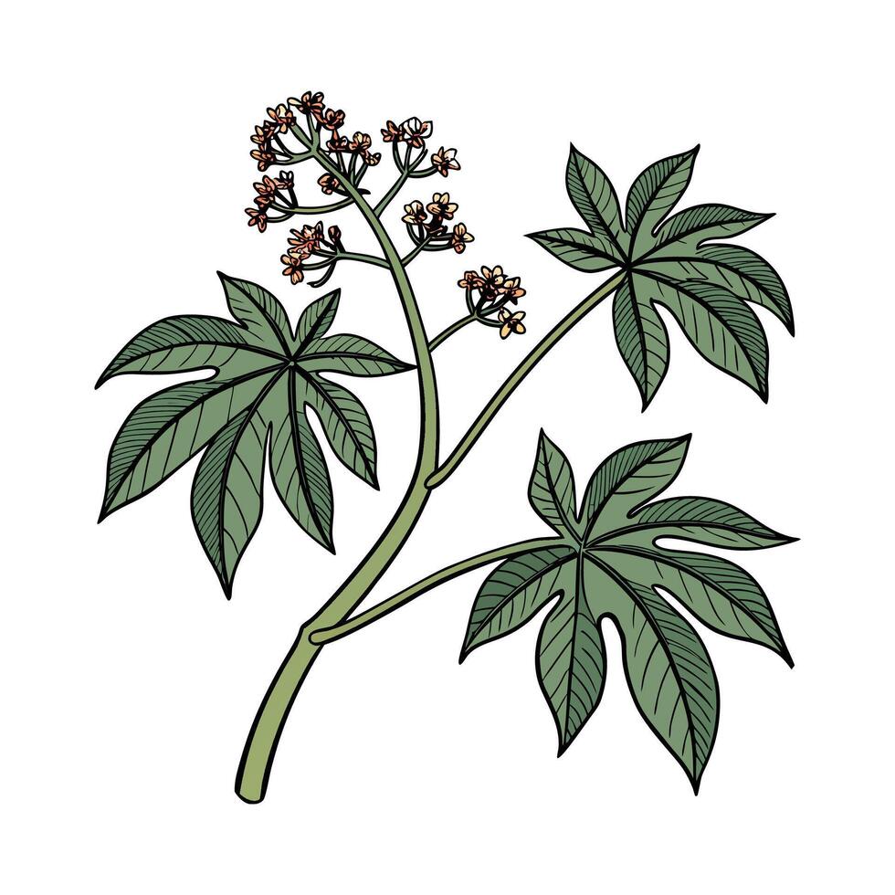 Elegant Jatropha Plant Design on Bright White vector
