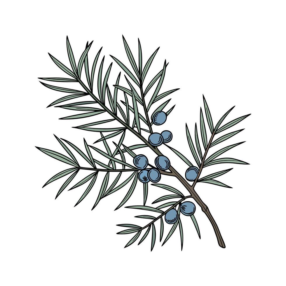 Stylized Juniper Plant on Clean White Surface vector