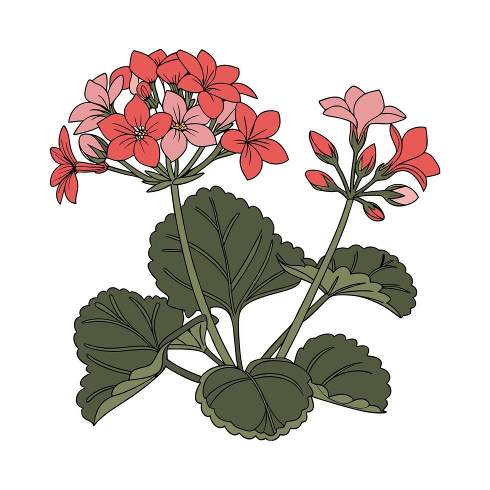 Stylized Kalanchoe Plant on Clean White Surface vector