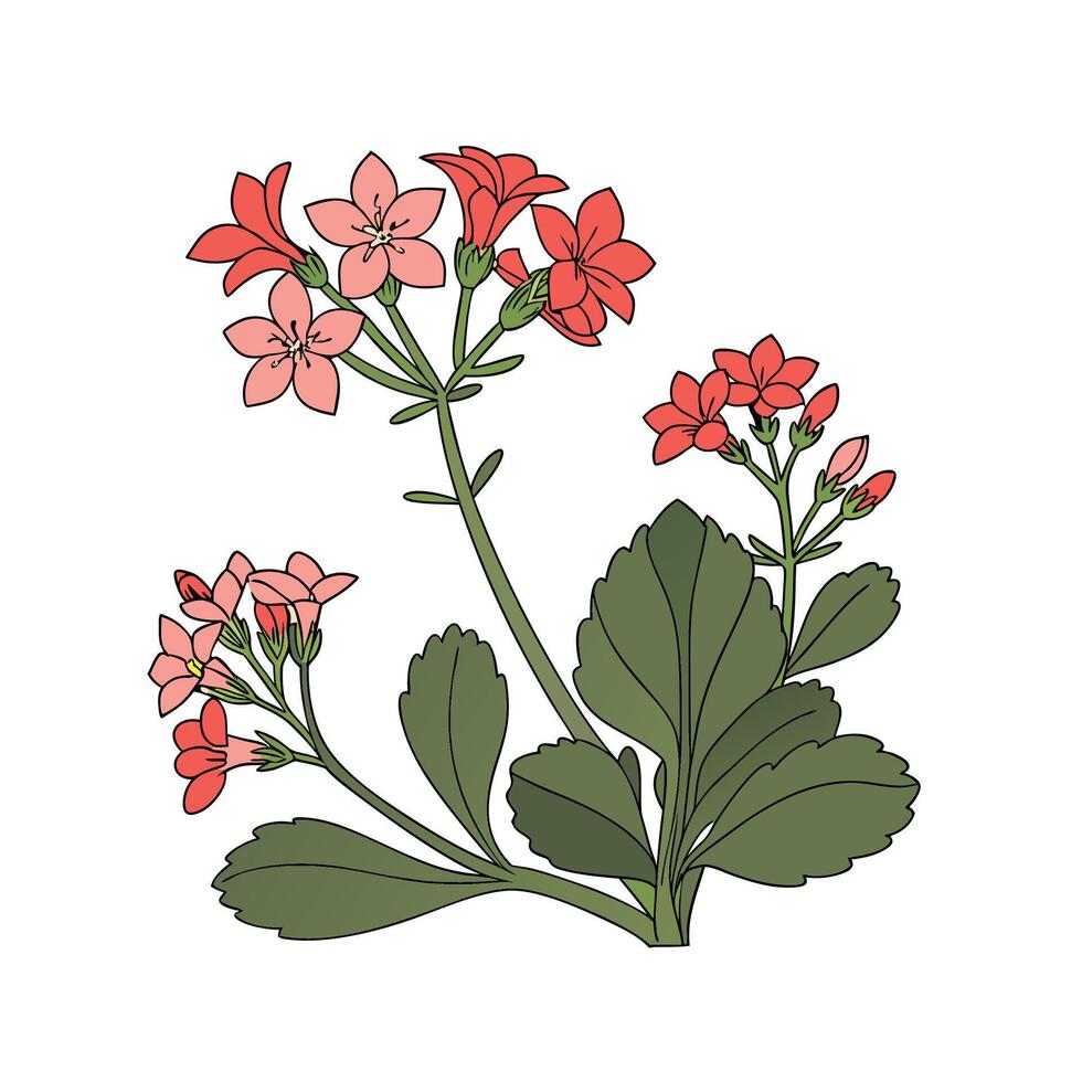 Beautiful Kalanchoe Plant Illustration on Bright vector