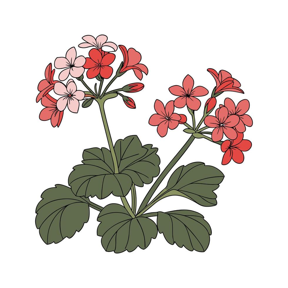 Stylized Kalanchoe Blossfeldiana on Bright White vector