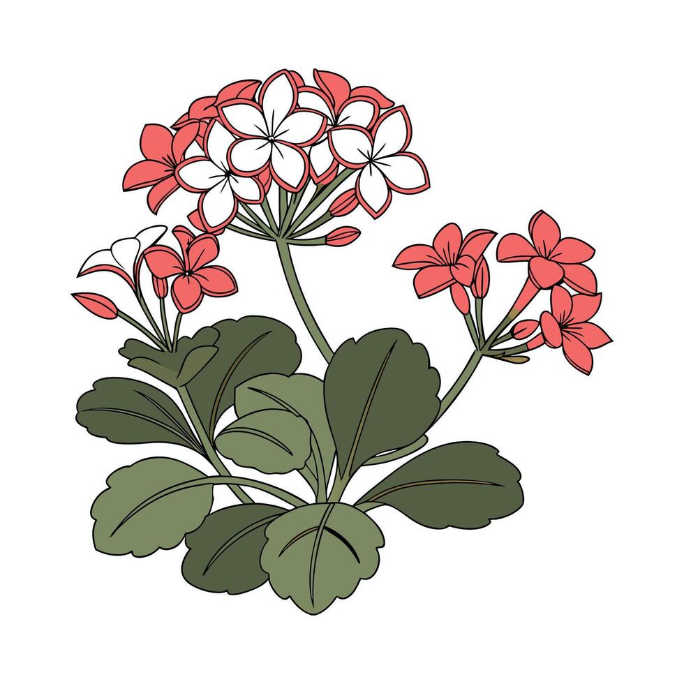 Kalanchoe Plant Illustration with Bright Leaves vector