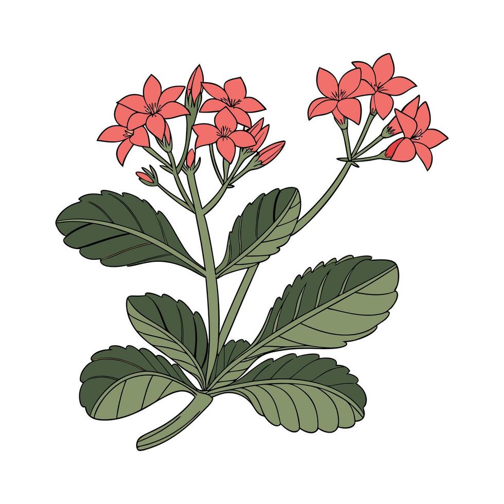 Stylized Kalanchoe Design on Clean White vector