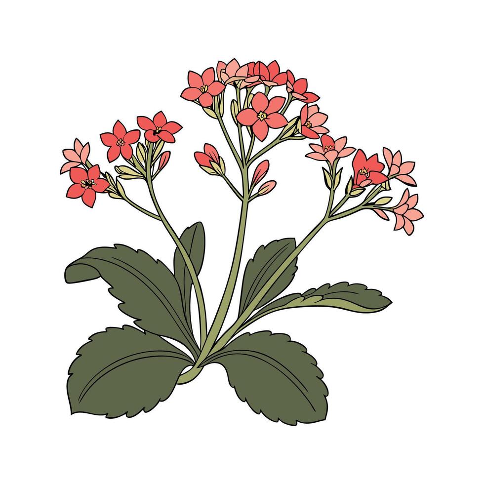 Vibrant Kalanchoe Artwork on Clean White vector