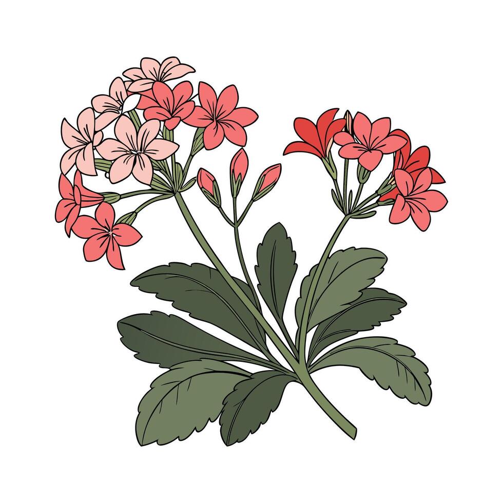 Vibrant Kalanchoe Plant Design on Bright Background vector