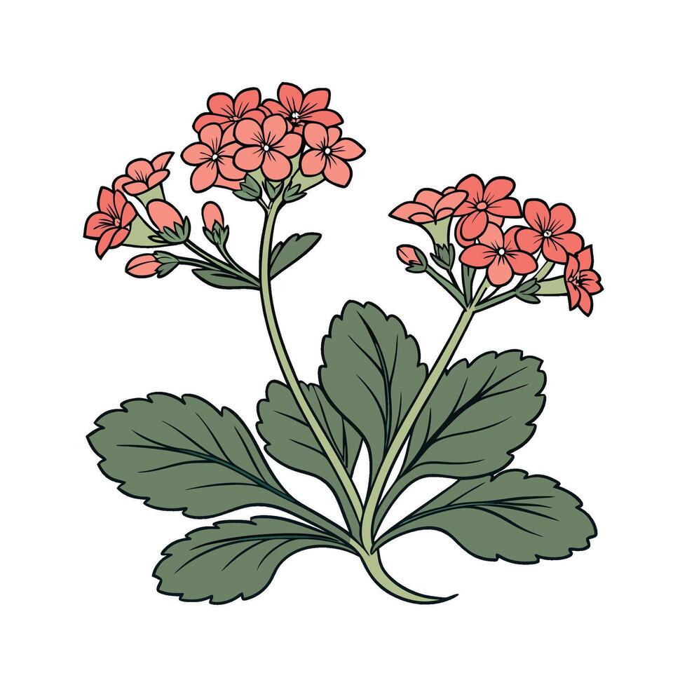 Elegant Kalanchoe Illustration on Clean White vector