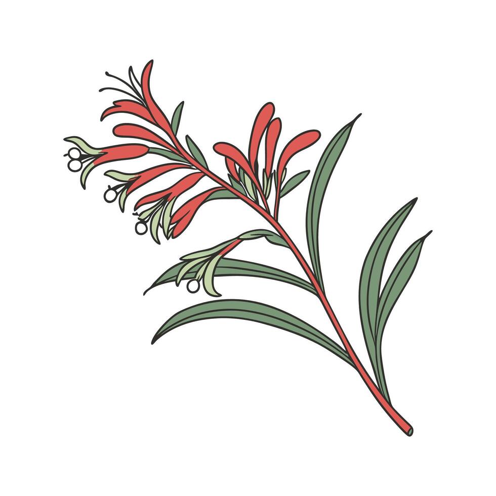 Elegant Kangaroo Paw Flower Design on White vector