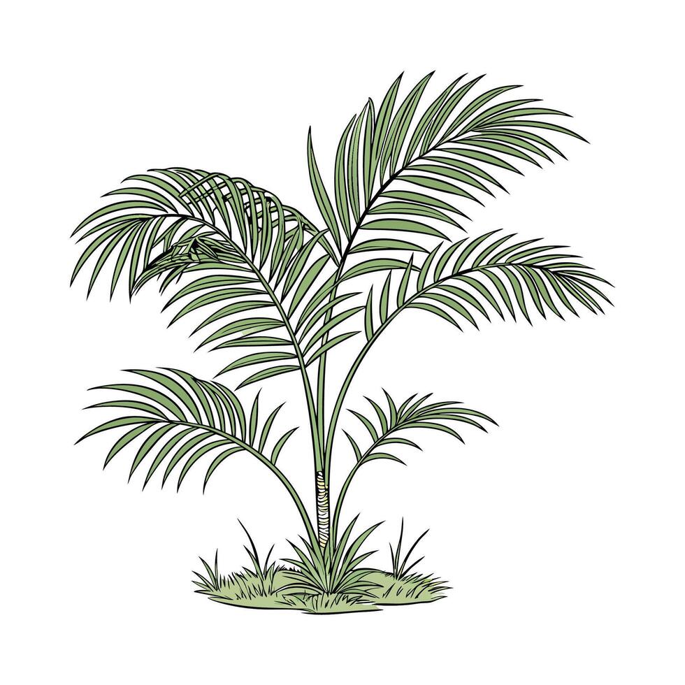 Stylized Kentia Palm on Clean White Surface vector