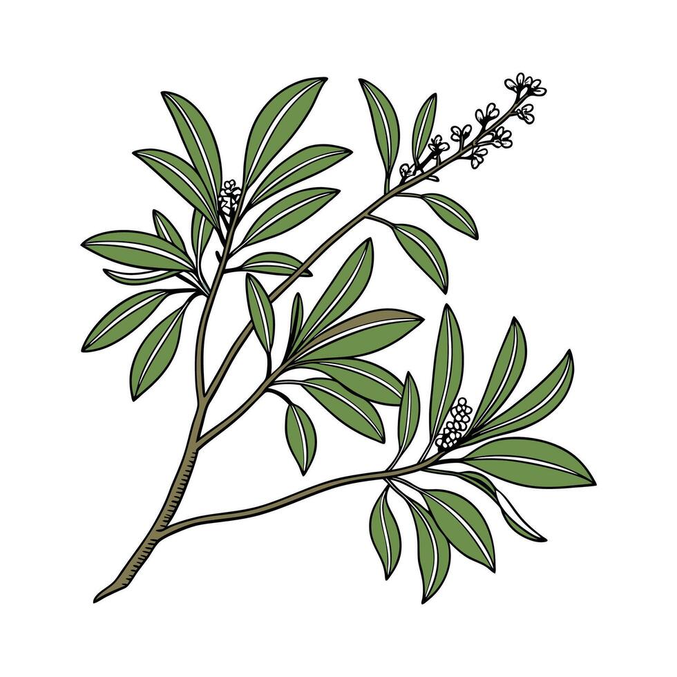 Stylized Karamu Coprosma on Clean White vector