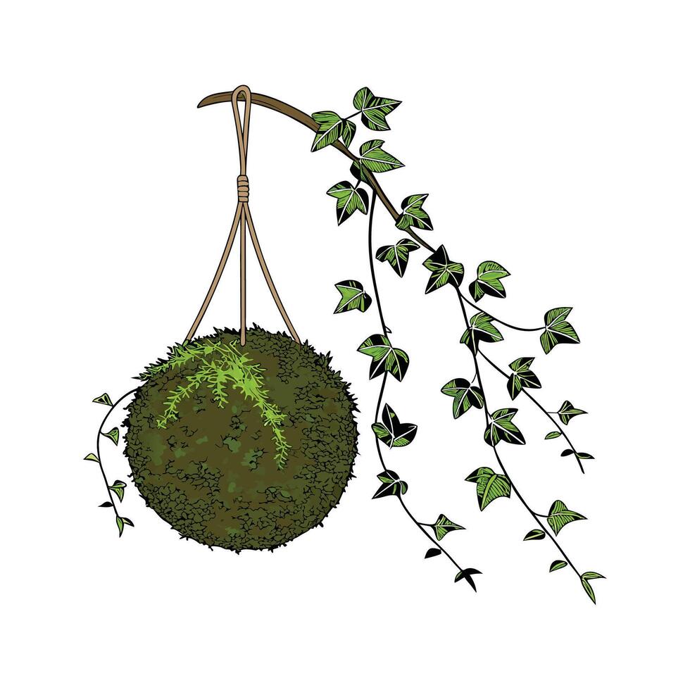 Beautiful Kokedama Plant on Bright White vector