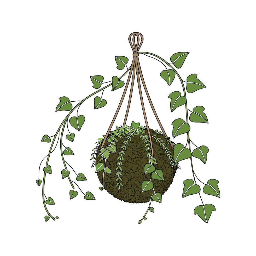 Elegant Kokedama Illustration on Clean White vector
