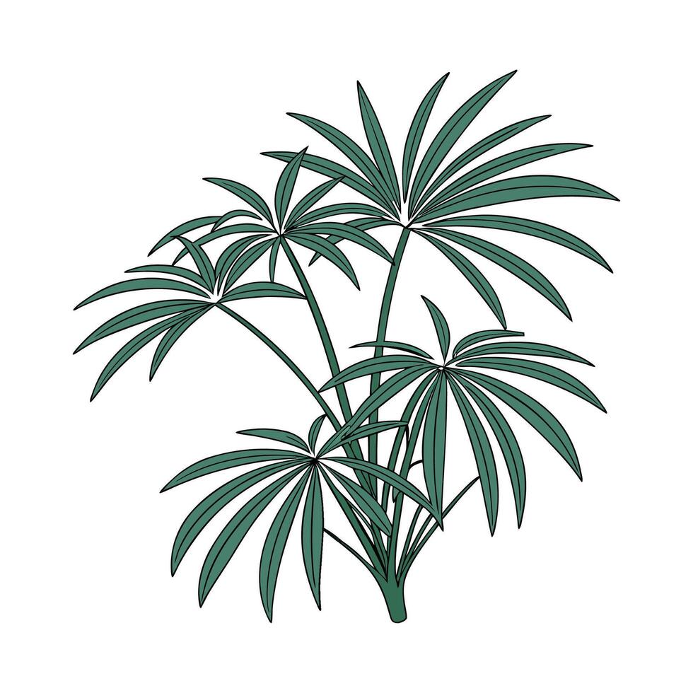 Stylized Lady Palm Rhapis Excelsa on Clean White vector