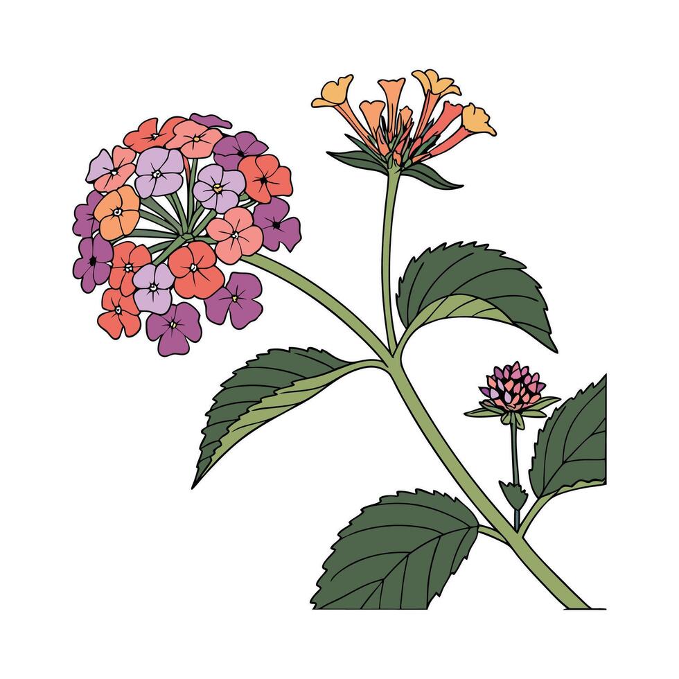 Stylized Lantana Flower on Clean White Surface vector