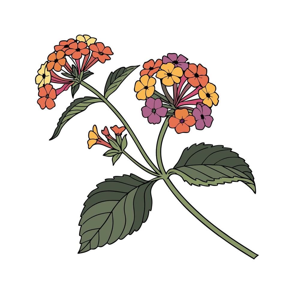 Stylized Lantana Flower on Bright White vector