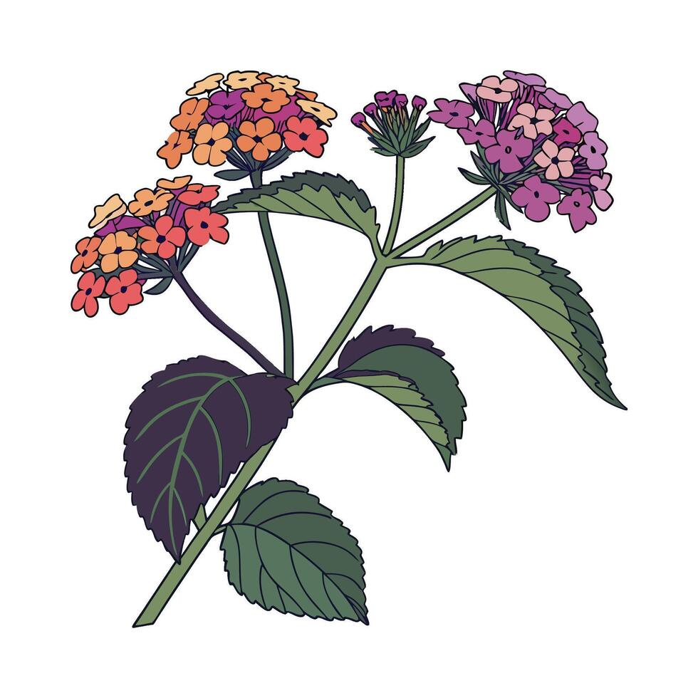 Stylized Lantana Flower on Clean White vector