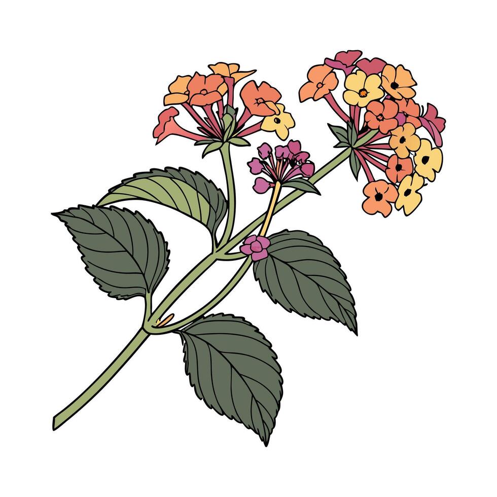 Vibrant Lantana Flower Artwork on Bright vector