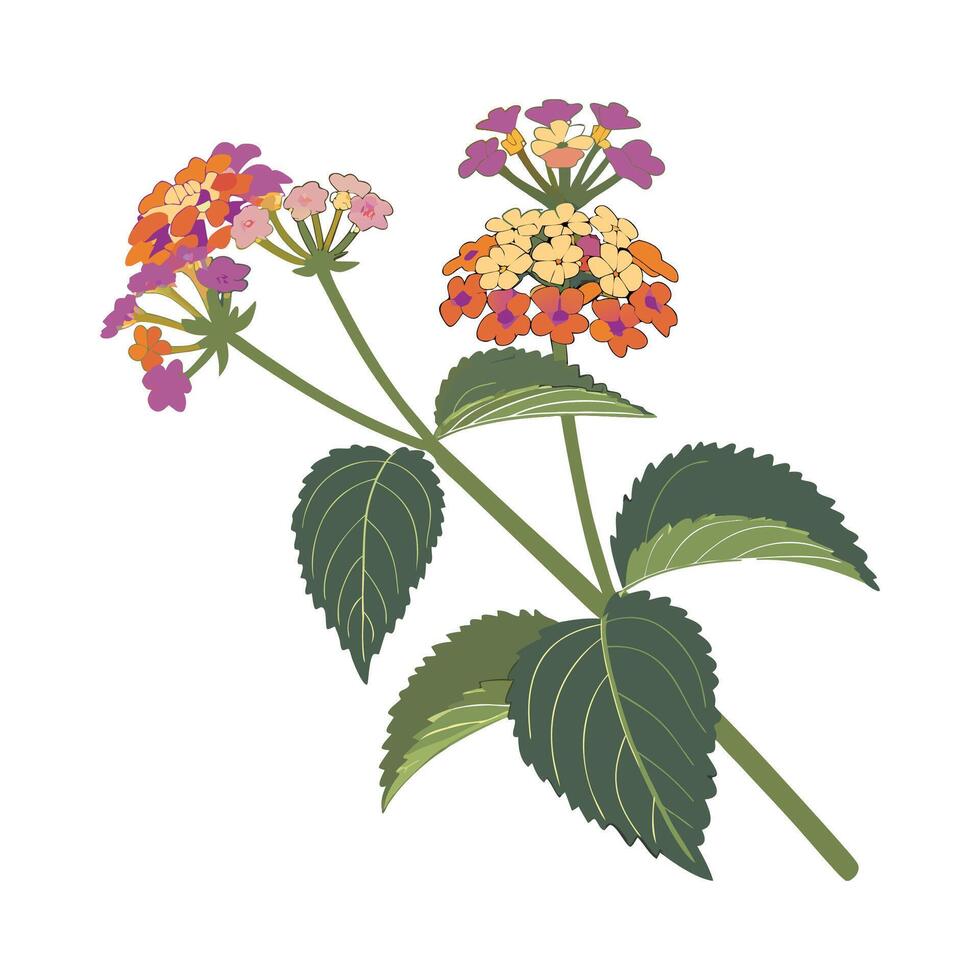 Beautiful Lantana Flower on Bright White vector