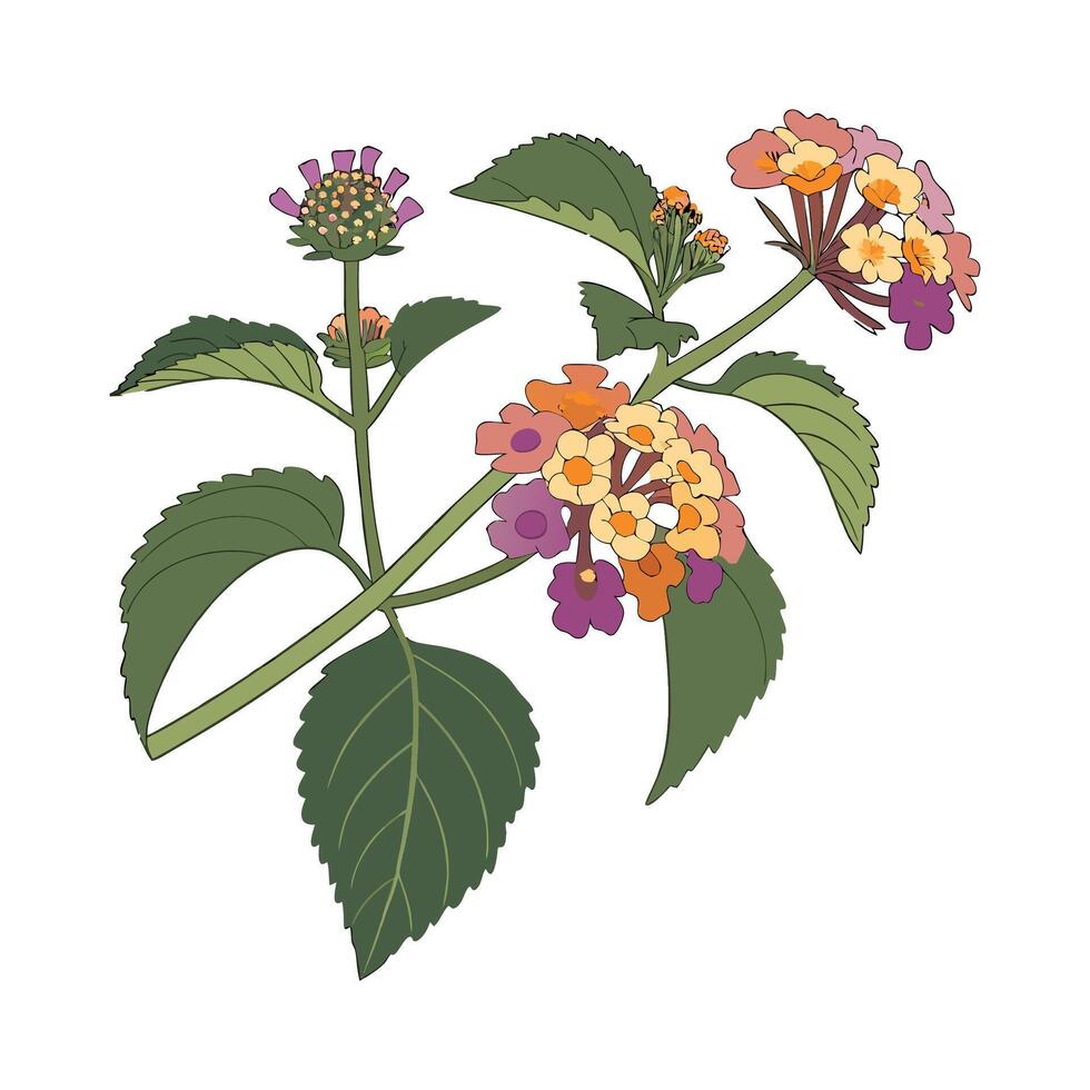 Elegant Lantana Flower Artwork on Bright vector