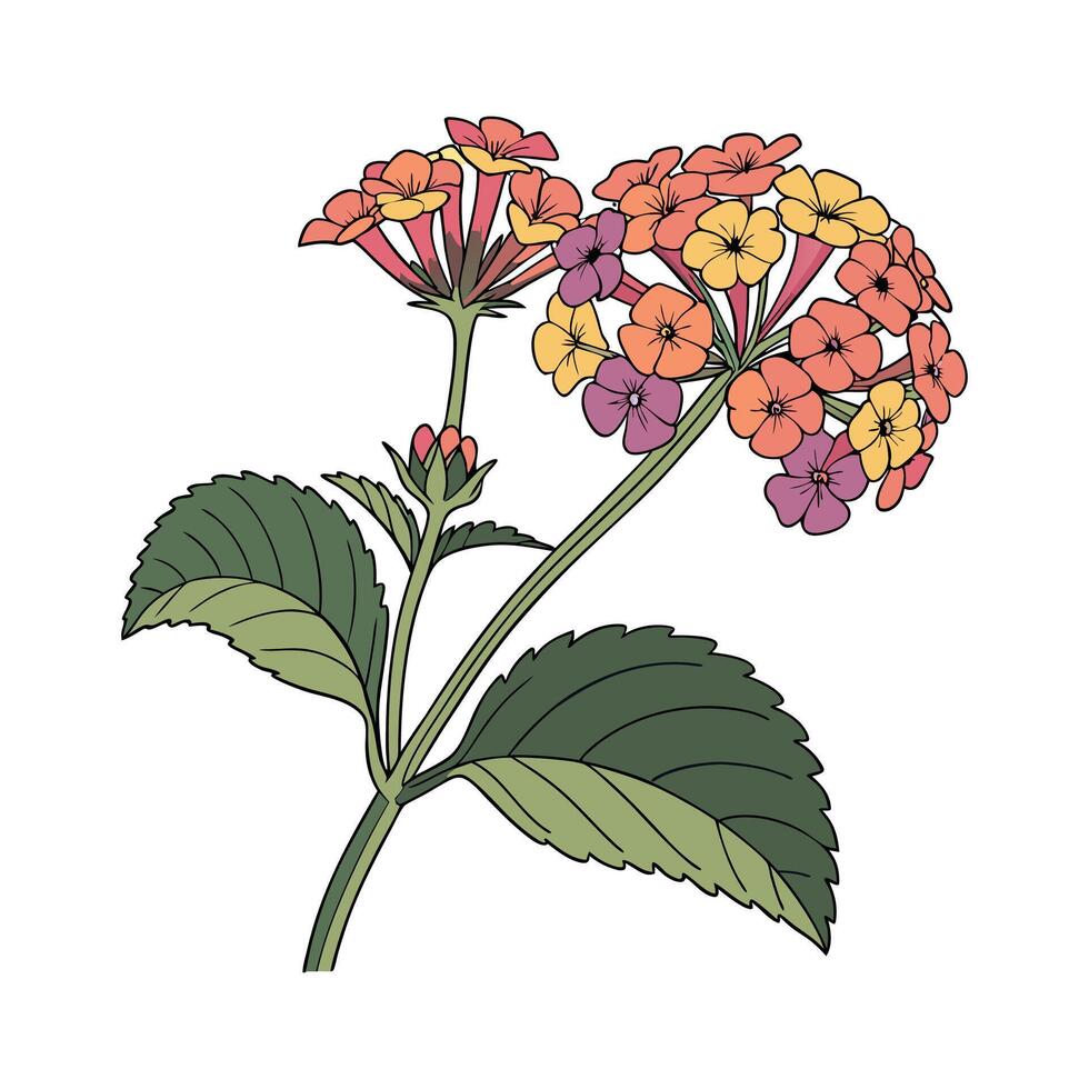 Elegant Lantana Flower Design on Bright vector