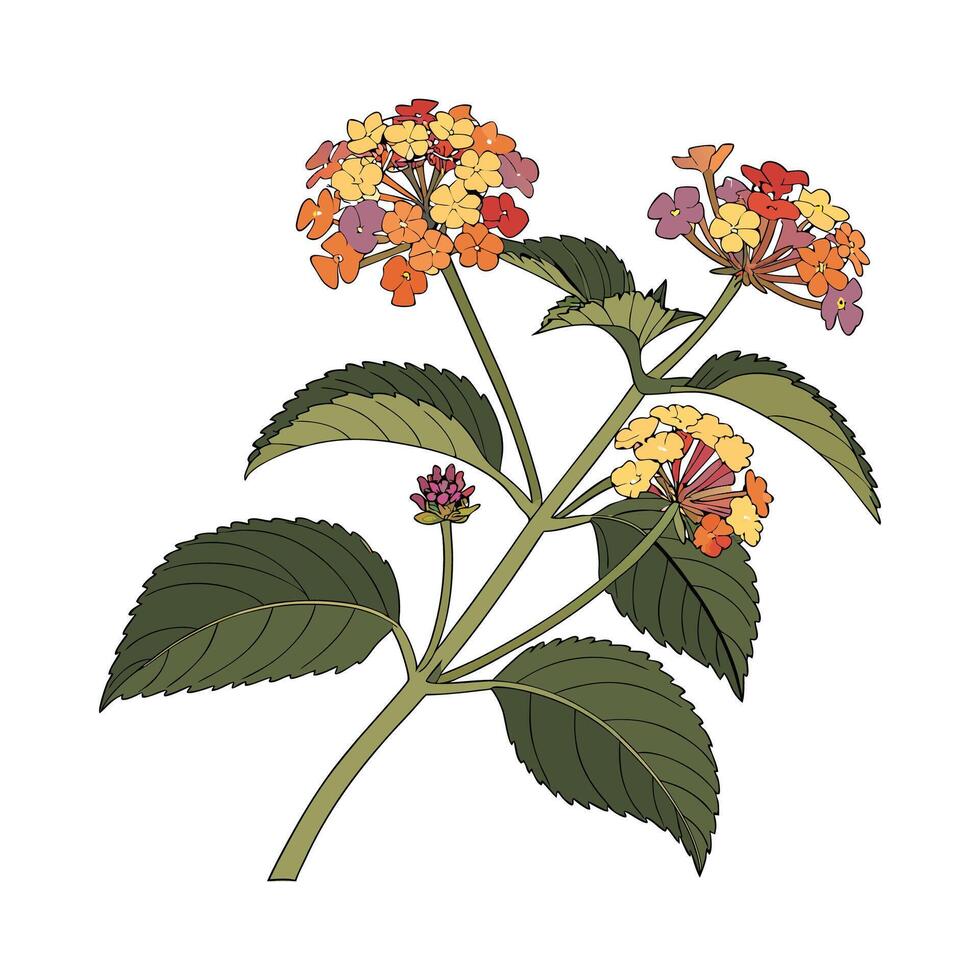 Vibrant Lantana Flower Artwork on Clean White vector