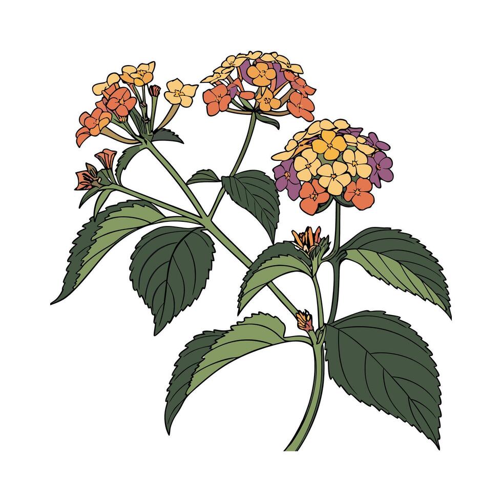 Elegant Lantana Flower Illustration on Clean White vector